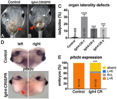 Candidate Heterotaxy Gene FGFR4 Is Essential for Patterning of the Left-Right Organizer in Xenopus